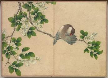 Schreibtischalbum: Blumen- und Vogelmalereien, Vogel beim Putzen, 18. Jahrhundert
