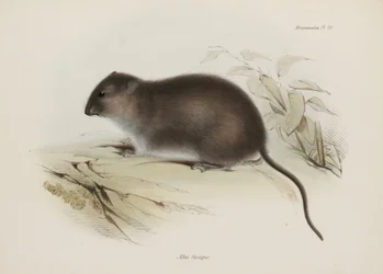 Busch- oder Braunfußratte, Australien, ca. 1832-1836