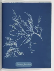 Cystoseira foeniculacea