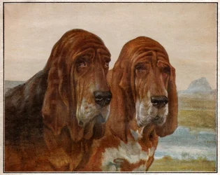 Hunde von Saint Hubert oder Bloodhound