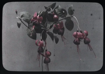 Fuchsia