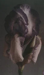 Iris germanique (Deutsche Schwertlilie)