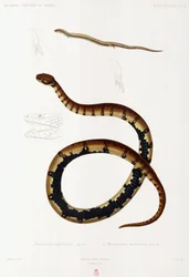 Eidechse und Kapuzenschlange, Algerien