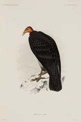 Truthahngeier, Chile