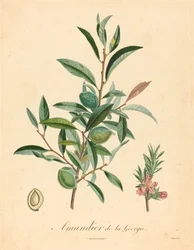 Mandelbaum aus Georgien