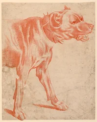 Der Vorderteil eines Hundes