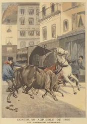 Landwirtschaftsausstellung von 1895. Ein entlaufener Stier