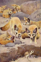 Fennek und Jerboa