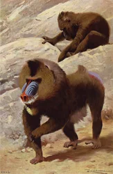 Mandrill