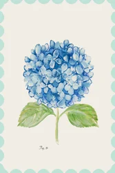 Blaue Hortensien-Illustration