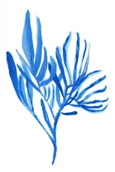 Wässrige Blaue Pflanzenformen