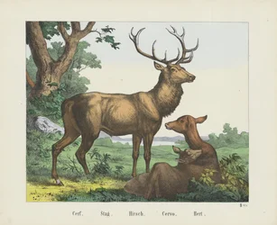 Hirsch