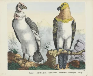 Condor / Alpenadler / Lämmergeier