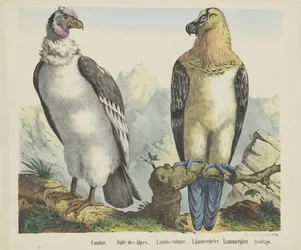 Kondor / Alpenadler / Lämmergeier