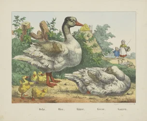 Gänse