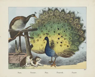 Pfau (Titel auf dem Objekt)