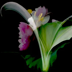 Blumencollage, 2018