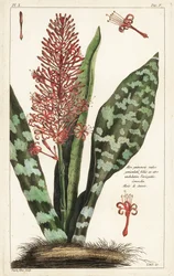Afrikanischer Bogenhanf, Sansevieria hyacinthoides