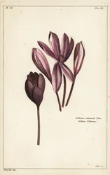 Herbstzeitlose, Wiesensafran oder Nackte Jungfern, Colchicum autumnale, Linn