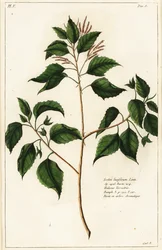 Kerzennuss, Croton laccifer