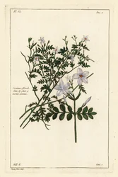 Echter Jasmin, Jasminum officinale, Linn