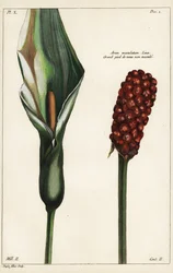 Gefleckter Aronstab, Blume und Frucht, Arum maculatum, Linn