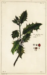 Europäische Stechpalme, Ilex aquifolium, Linn