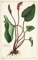 Mönchskutte oder Larus, Arisarum vulgare