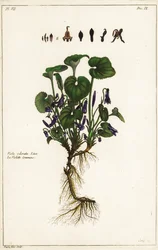 Duftveilchen, Viola odorata, Linn