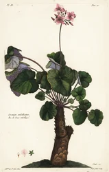 Unbestimmte Art von Geranium, Geranium umbellicatum